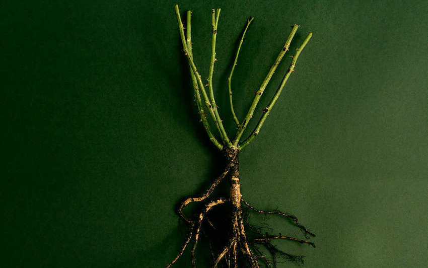 Close up flat lay shot of a bare root rose against a green background