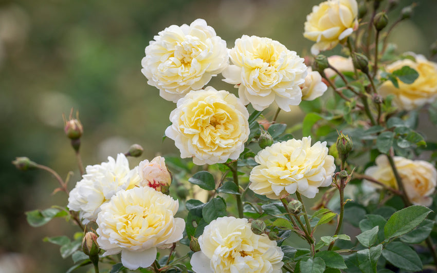 Die richtige Rose für Ihren Garten finden: Die passende Rose auswählen