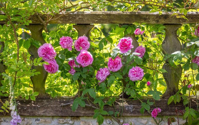 Gertrude Jekyll pink English rose bred by David Austin