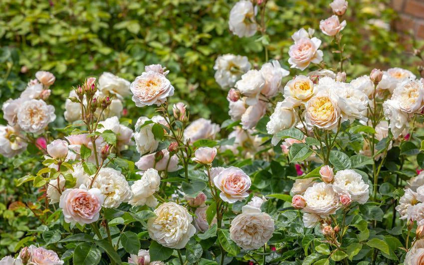 Emily Brontë English shrub rose