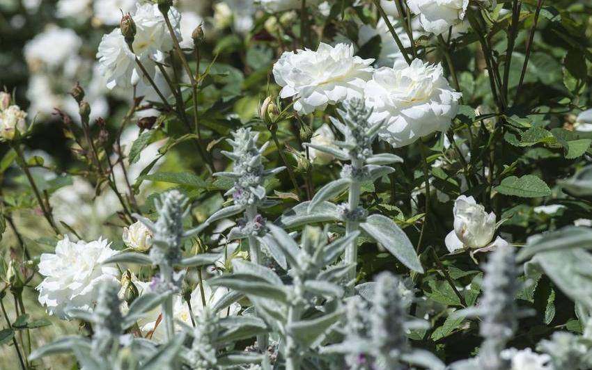 Ein magischer Mondgarten mit englischen Rosen