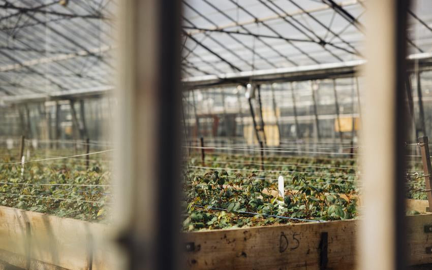 Zwölf Jahre in der Entstehung: Die Züchtung einer Englischen Rose