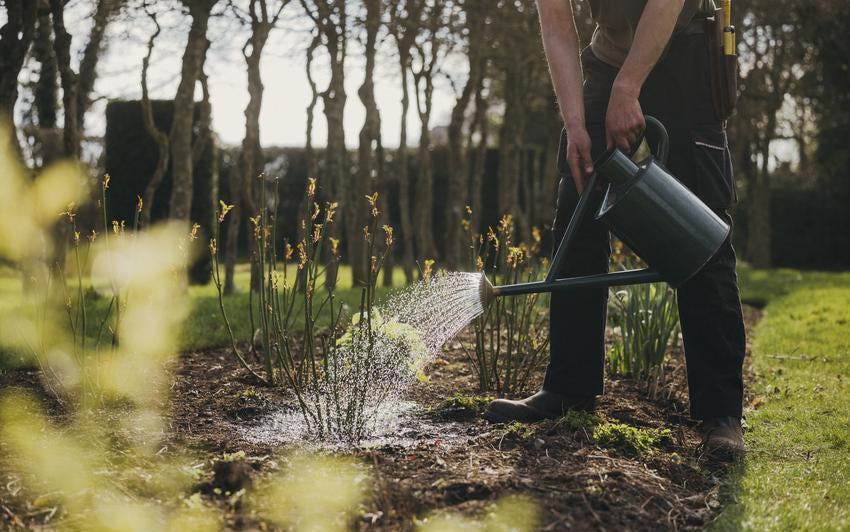 Wie man wurzelnackte Rosen gießt, die spät in der Saison gepflanzt wurden