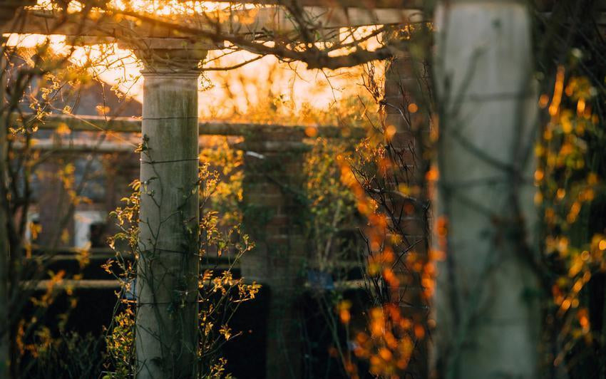 AM_winter_rose_gardens