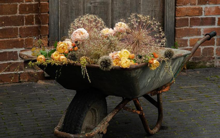 Wheel barrow with companion plants and roses of an autumn tone inside