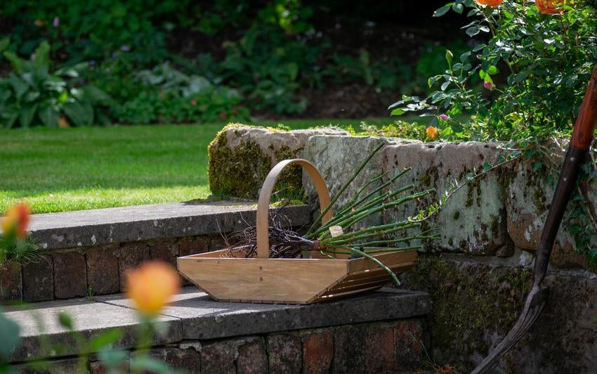 Pflanzen ohne Verschwendung: Die schlichte, nachhaltige Schönheit wurzelnackter Rosen