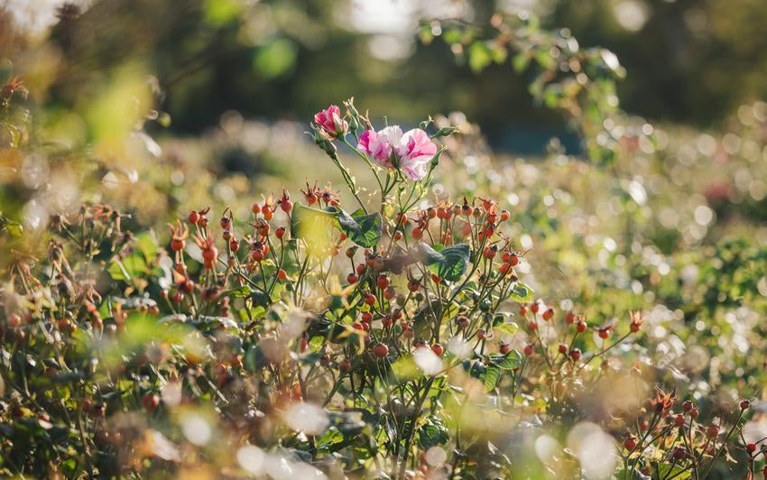 Hagebutten zu Weihnachten nutzen: Natürliche Bastelideen und Inspiration für den Wintergarten
