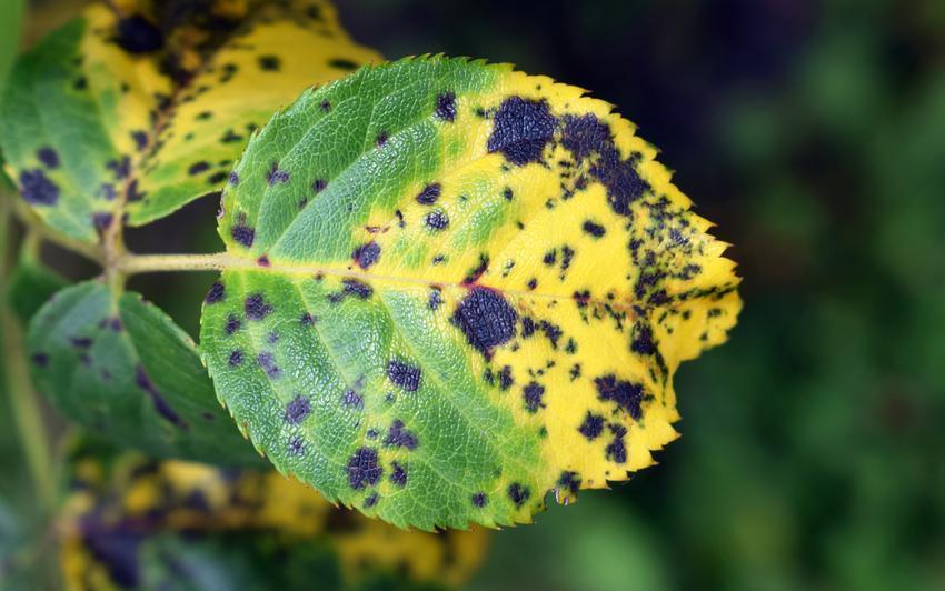 Rose leaf with black spot