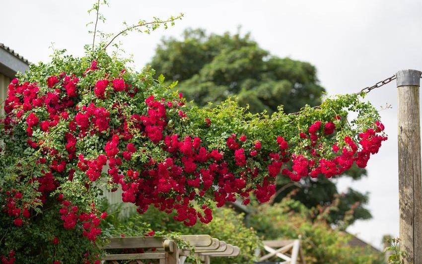 Mit roten Rosen Fülle und Tiefe in den Garten bringen