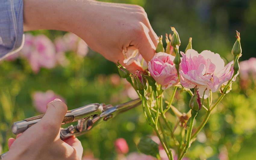 Rosen richtig ausputzen: Für eine lange und reiche Blüte