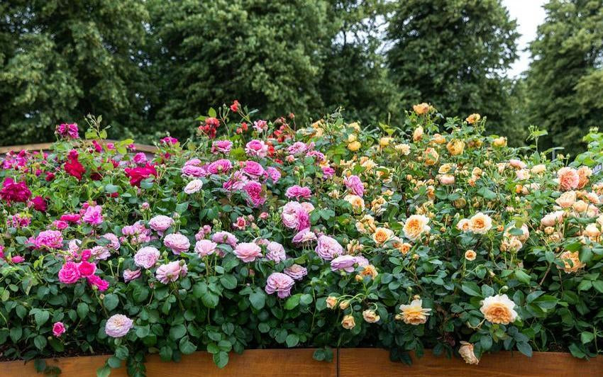 Eine Lebendige Leinwand erschaffen: Verwandeln Sie Ihren Garten mit dem Farbkreis
