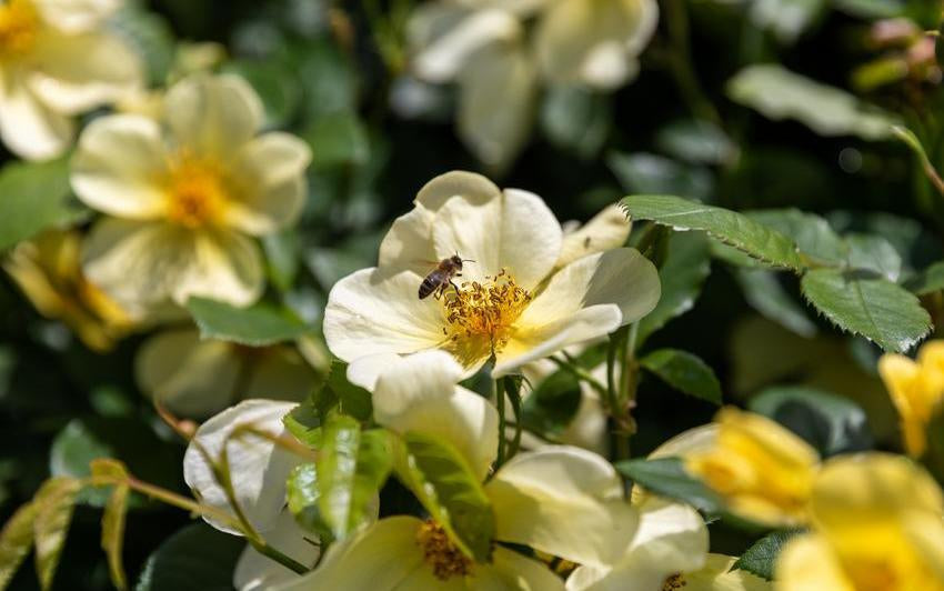 Rosen, die Bestäuber in den Garten locken