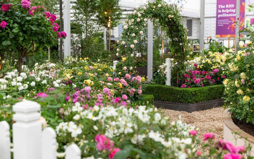 Die Englischen Rosen, die davor kamen: Ein Rückblick, während Chelsea naht