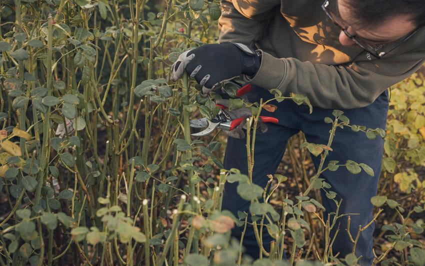 Rosen schneiden: Ein Leitfaden für die kommende Saison