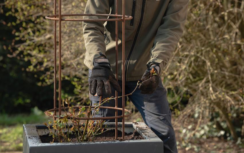 Wie man eine Kletterrose im Topf pflanzt