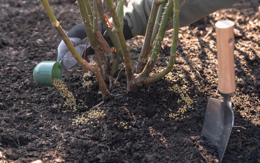 Rosendünger erklärt: Den richtigen Dünger für Ihre Englischen Rosen wählen und anwenden