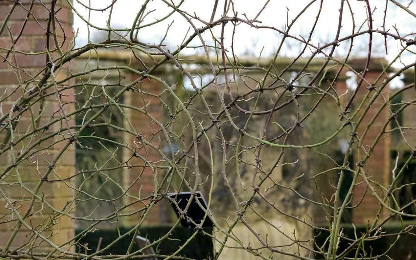 Kletterrosen in dekorative Formen leiten