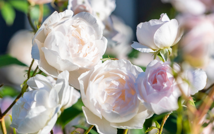 Valentinstagsrosen und die Geschichte hinter einem beliebten Fest