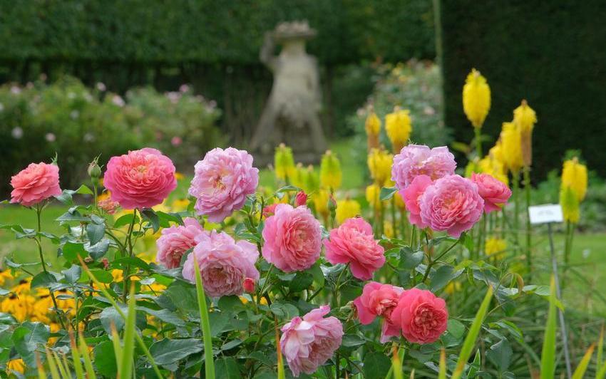 Ein Jahr später: Emma Bridgewater™ (Ausb44a16) – Von Chelsea in Ihren Garten