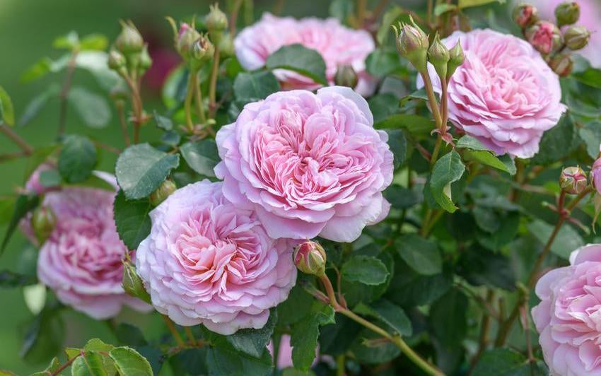 So gestalten und verwenden Sie rosa Rosen im Garten
