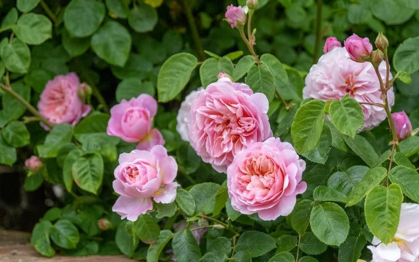 Rosen mit großen Blüten: Sorten für eindrucksvolle Gartenbilder