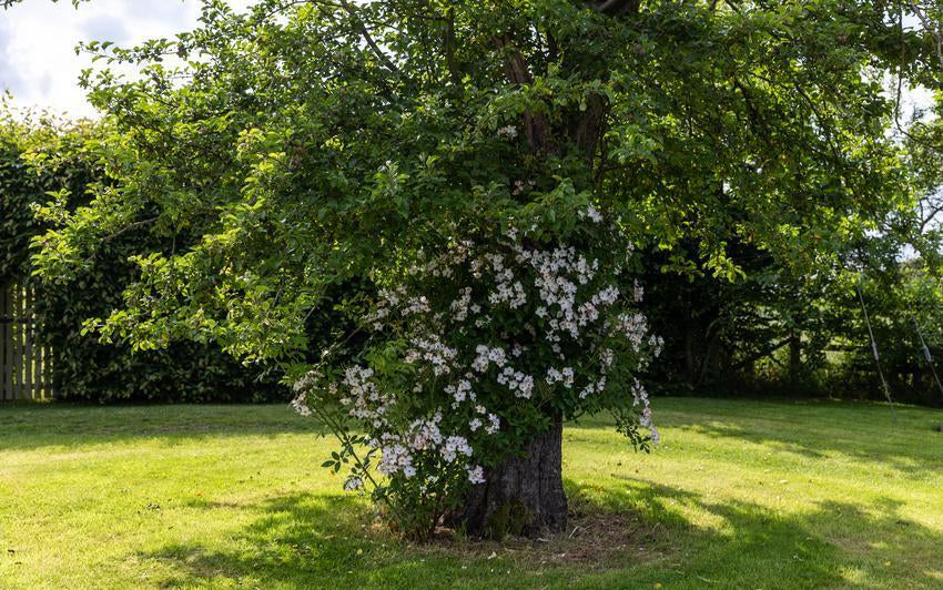 radioaktiver dünger TerraDomi Herbstdünger Kali Dünger Kalium Dünger I Wurzelstärkung und  Pflanzenkräftigung – TerraDomi Onlineshop