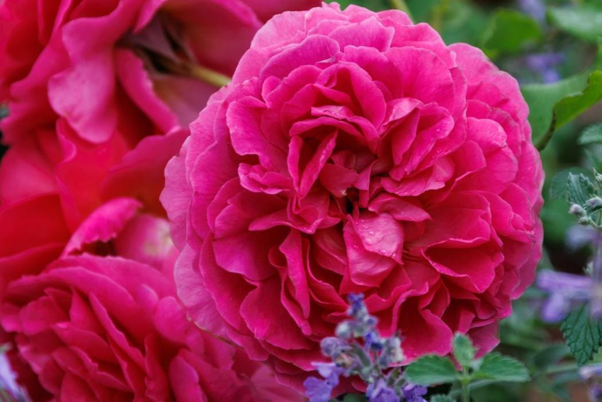 Ein Liebesbrief an die Rosen: Geschichten der Liebe durch die Epochen