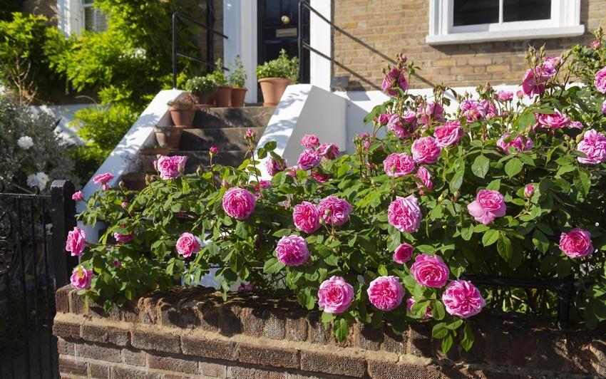 Gertrude Jekyll pink English rose bred by David Austin outside a house