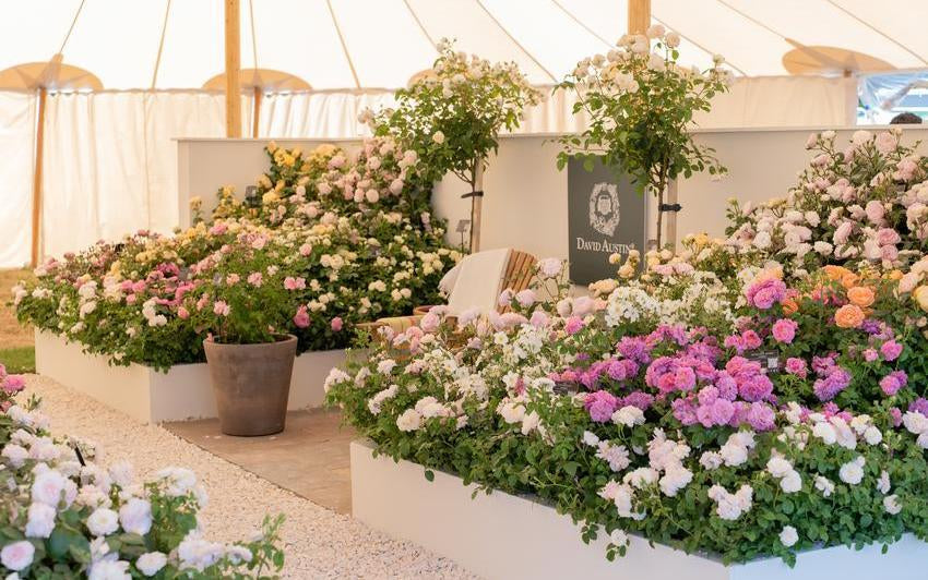 image of David Austin's display at Hampton court showing a range of English roses