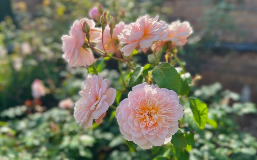Elizabeth pink rose bred by David Austin