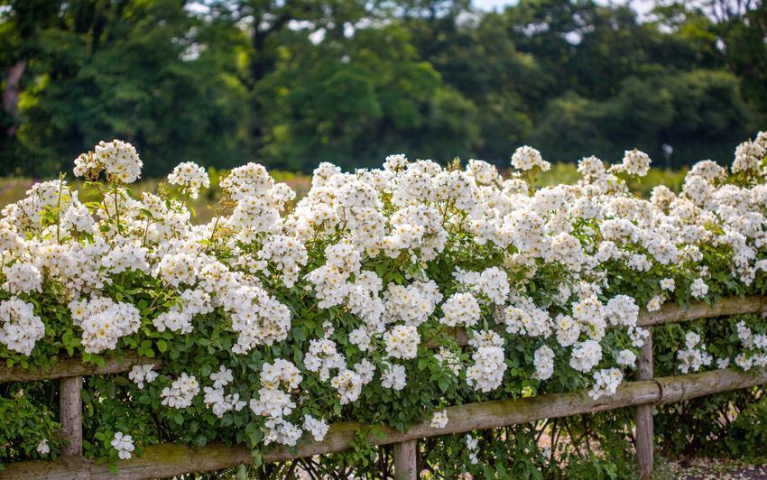 Weiße und Cremefarbene Rosenpracht: Eleganz und Zeitlosigkeit für den Garten