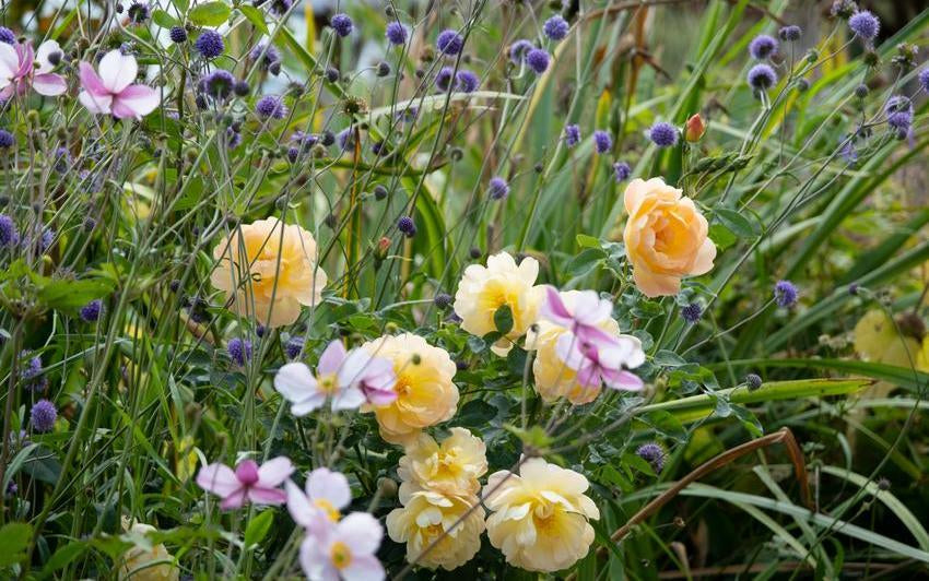 The Lark Ascending Apricot rose bred by David Austin with companion plants