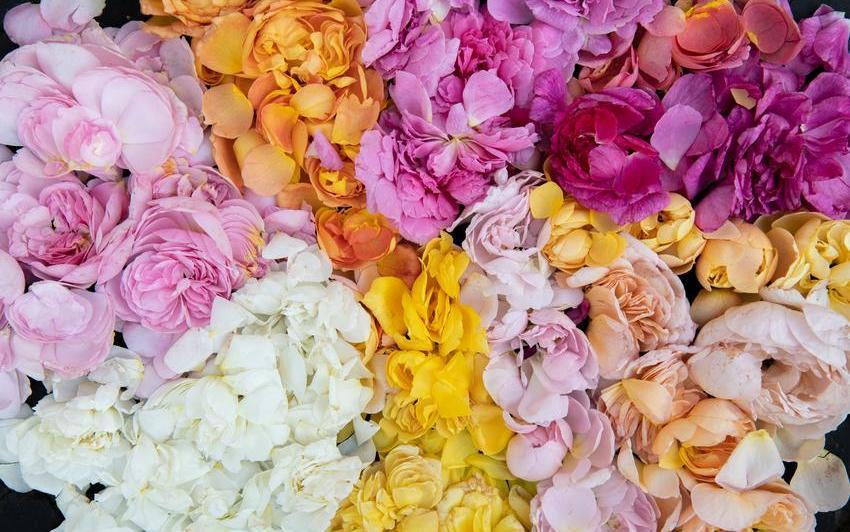 Was man mit Rosenblättern nach dem Ausputzen machen kann