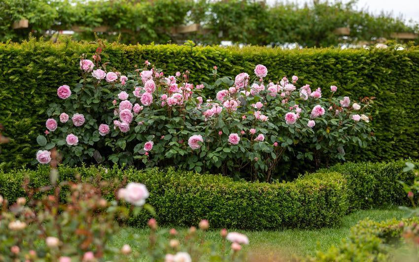 Olivia Rose Austin® (Ausmixture) in verschiedenen Gartenstilen: Romantisch, Modern und Formal