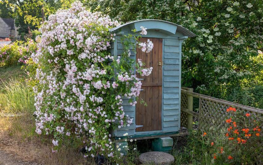 Paul_s_Himalayan_Musk growing up a shed