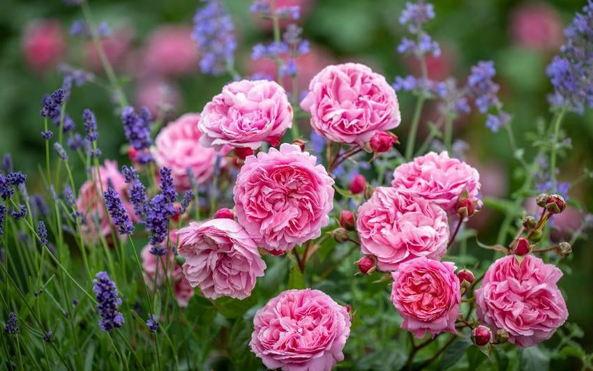 Englische Rosen zum Muttertag: Geschichten der Verbindung, die über Generationen hinweg erblühen