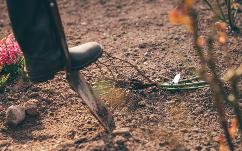 Person's boot on top of a gardening spade in the ground with a bare root rose bred by David Austin on the ground