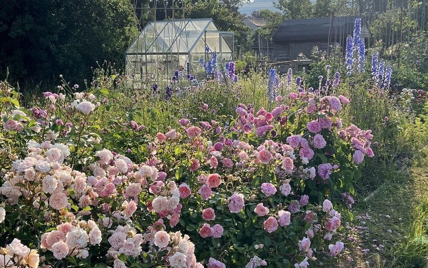 Die besten Rosen für Kleingärten und Gemüsebeete: Ein Leitfaden für Einsteiger