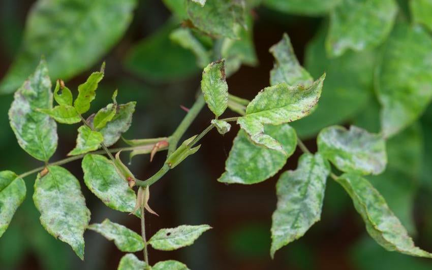 Echter Mehltau an Rosen bekämpfen: Der Geist im Garten