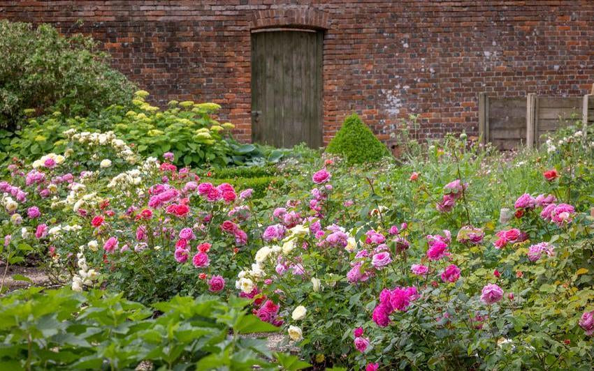 English roses in a mixed border