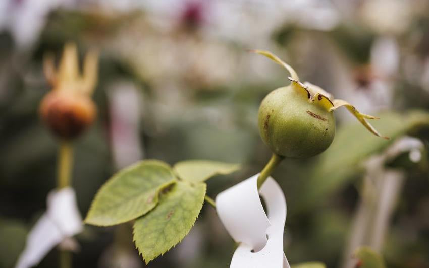 Image of rose hip in a greenhouse at David Austin roses