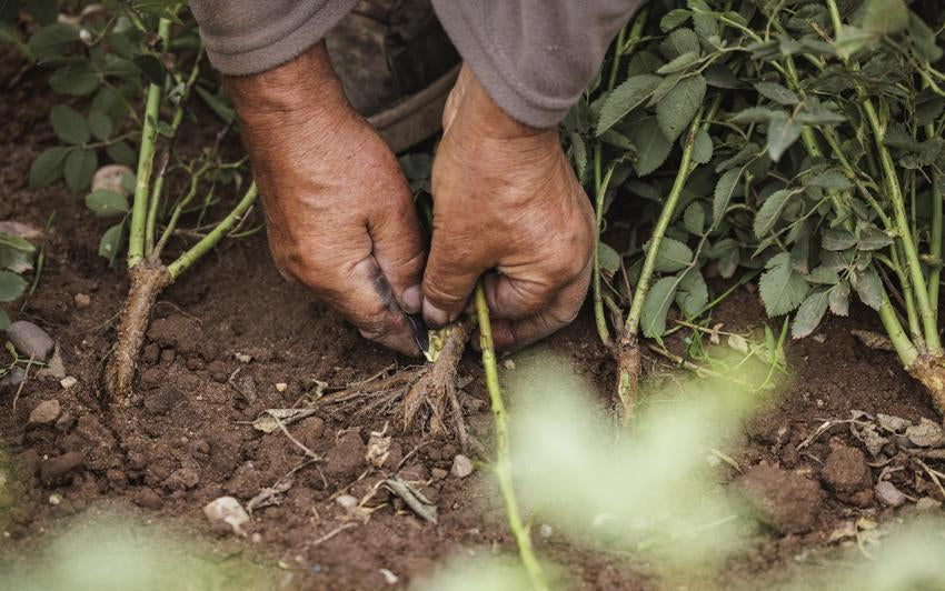 Okulation von Rosen: Die Handwerkskunst hinter jeder David Austin® Rose