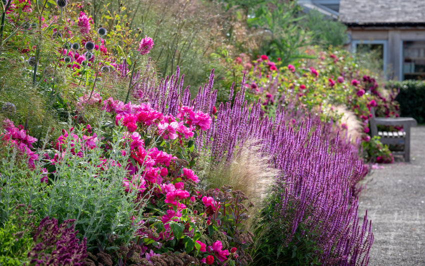 Rosa Gallica Officinalis: Die Apothekerrose im Garten Shakespeares