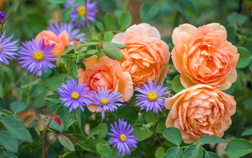 Begleitpflanzungen für kontinuierliche Farbvielfalt