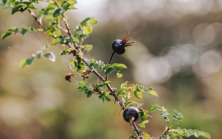 Eine Rose für Burns Night: Rosa spinosissima und die Seele Schottlands