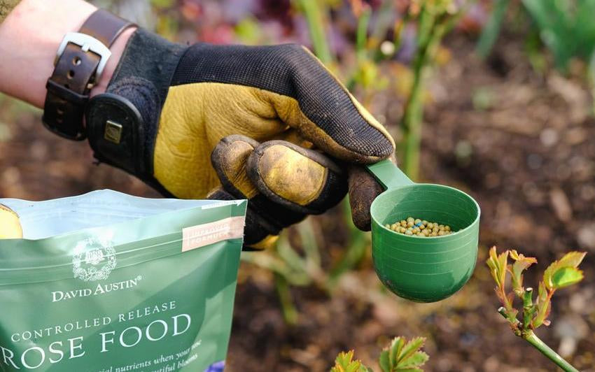 Wie Sie eine Rose düngen