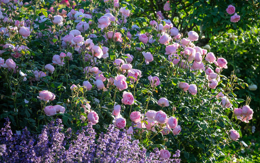 Die richtige Rose für Ihren Garten finden: Rosen nach Duft auswählen