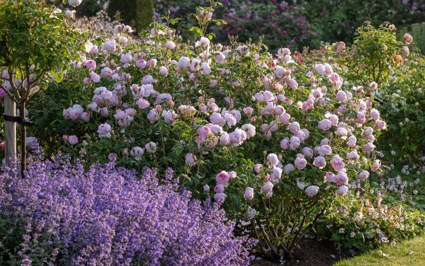 Unsere am längsten blühenden Rosen für ununterbrochene Sommerblüte