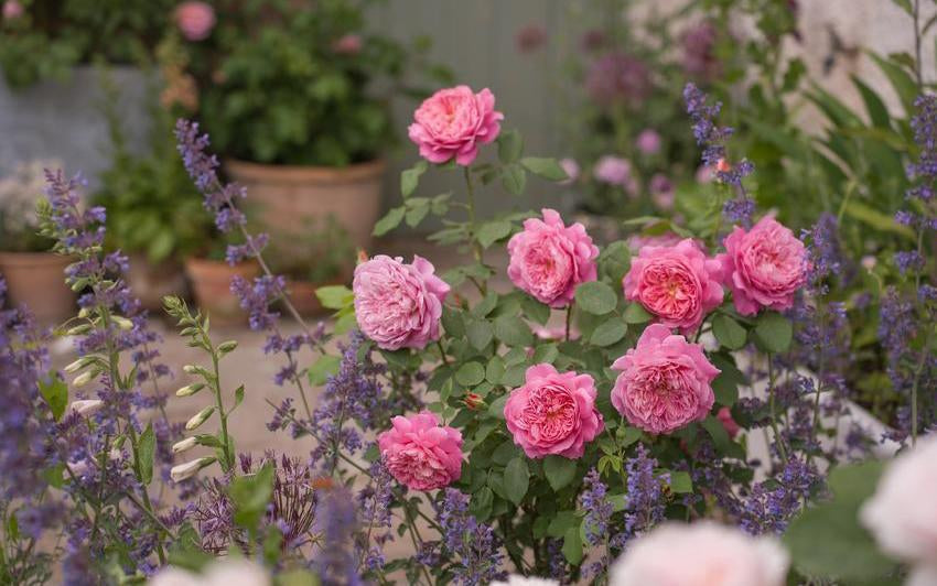 Rosenpflege im Urlaub: So schützen Sie Ihre Rosen, wenn Sie verreisen