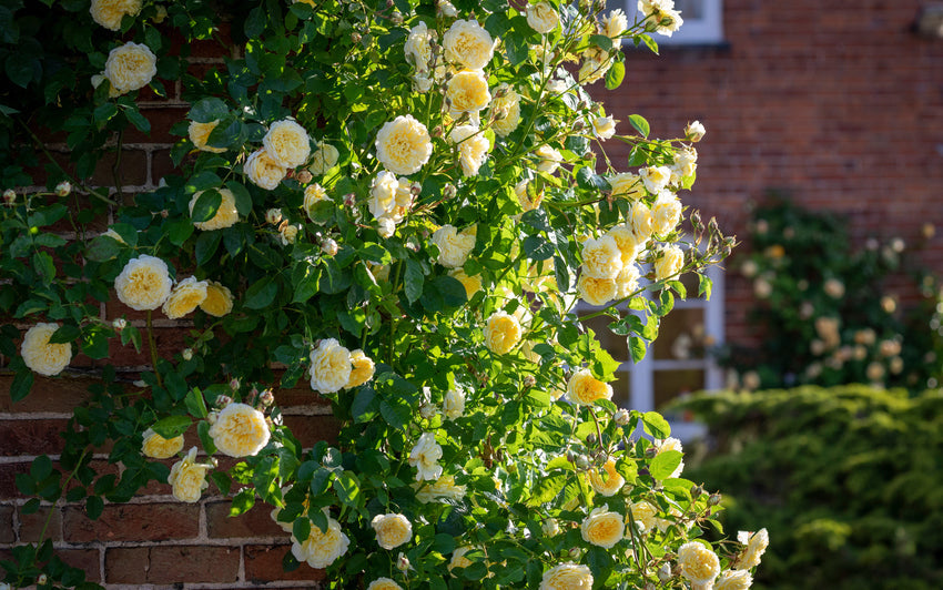The_Pilgrim yellow rose bred by David Austin